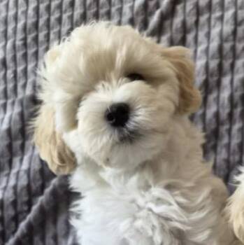 Waffles -  Maltipoo Dog for Adoption in Cerritos, California - Waffles | PetCurious