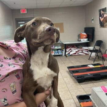 Lucky -  German Shorthaired Pointer Dog for Adoption in Birmingham, Alabama - Lucky | PetCurious