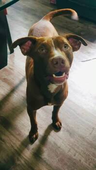 Lenny -  Mixed Breed Dog for Adoption in Brooks, Maine - Lenny | PetCurious