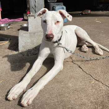 Rescue Mixed Breed Dogs for Adoption in Volcano, Hawaii - Gus | PetCurious