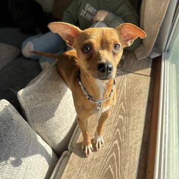 Yzma -  Chihuahua Dog for Adoption - Yzma | PetCurious