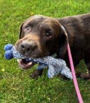 Chocolate Labrador Retriever Dogs Available for Adoption in Bayport, New York - Buford | PetCurious