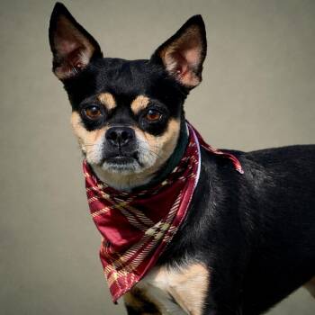 Pug and Chihuahua Dogs Available for Adoption in Hondo, Texas - Beetle - I