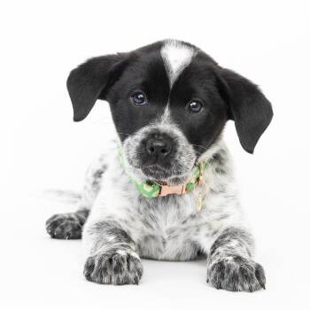 Reign -  Mixed Breed Dog for Adoption in Franklin, Tennessee - Reign | PetCurious