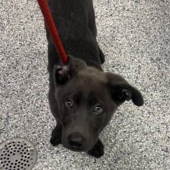Pit Bull Terrier Dogs Available for Adoption in Birmingham, Alabama - Asia | PetCurious