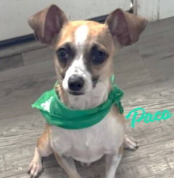 Rescue Chihuahua Dogs for Adoption in Houston, Texas - Paco #bonded-to-Polo | PetCurious