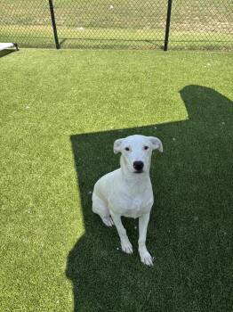 Rescue Pit Bull Terrier Dogs for Adoption in Sachse, Texas - Ivory | PetCurious