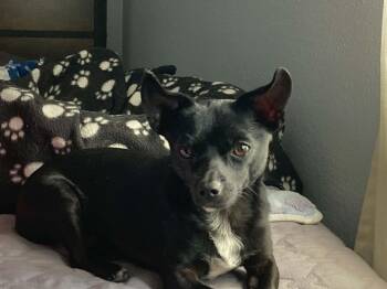 Cole -  Chihuahua Dog for Adoption in Alameda, California - Cole | PetCurious