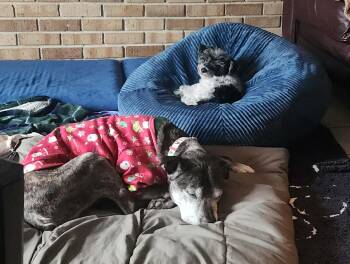 Pit Bull Terrier Dogs Available for Adoption in Homer Glen, Illinois - Sparky *BONDED PAIR* | PetCurious