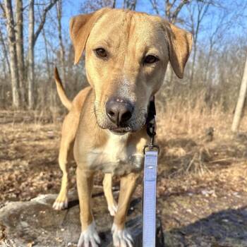 Labrador Retriever Dogs Available for Adoption in Riverwoods, Illinois - Senator Giggles | PetCurious