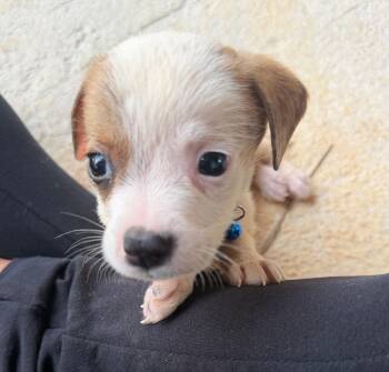 Draco - The Littlest Love Bug -  Beagle and Boxer Dog for Adoption in Carolina, Carolina - Draco - The Littlest Love Bug | PetCurious