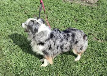 Australian Shepherd Dogs Available for Adoption in Ringwood, Illinois - 1107 Delta NKA Sadie | PetCurious