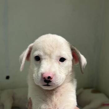 Melady -  Mixed Breed Dog for Adoption in Guaynabo, Guaynabo - Melady | PetCurious