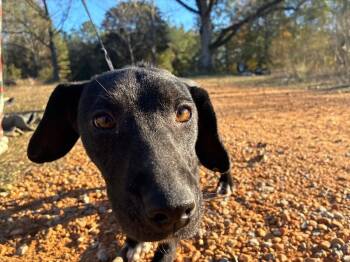 Rescue Beagle and Black Labrador Retriever Dogs for Adoption in Thomasville, Alabama - Minnie | PetCurious