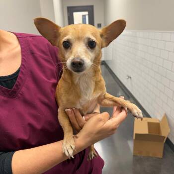 Peaches & Cream -  Chihuahua Dog for Adoption in Morganton, North Carolina - Peaches & Cream | PetCurious