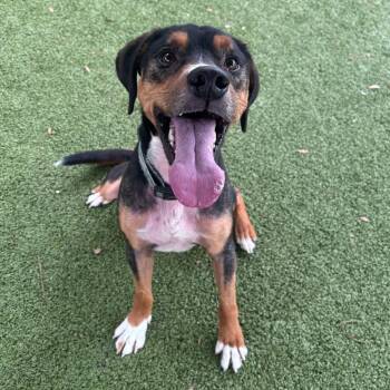 Mixed Breed Dogs Available for Adoption in Freeport, Florida - Ace | PetCurious