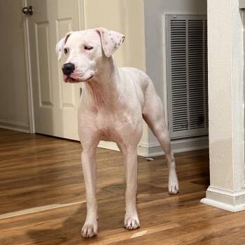 Rescue Catahoula Leopard Dog Dogs for Adoption in New Orleans, Louisiana - Winky | PetCurious