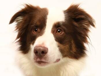 Rescue Australian Shepherd Dogs for Adoption in Crossville, Tennessee - Judge | PetCurious