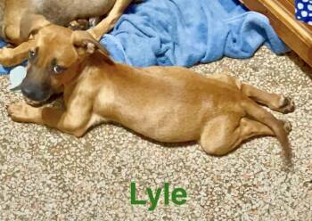 Lyle -  Chihuahua Dog for Adoption in St. Petersburg, Florida - Lyle | PetCurious