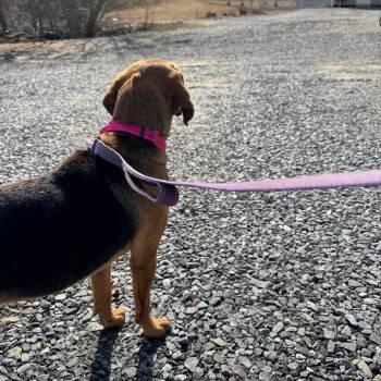 Treeing Walker Coonhound Dogs Available for Adoption - Luna | PetCurious