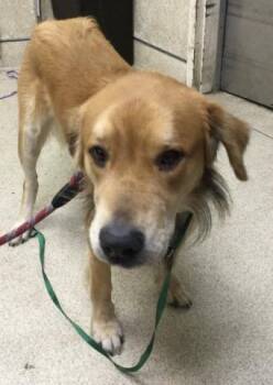 Labrador Retriever and Mixed Breed Dogs Available for Adoption - BINGO | PetCurious