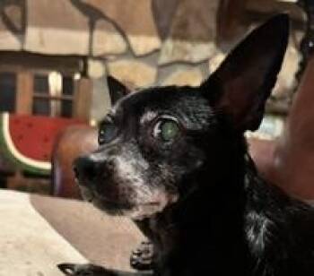 Rosalynn -  Chihuahua Dog for Adoption in Cumming, Georgia - Rosalynn | PetCurious
