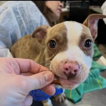 Pit Bull Terrier and Mixed Breed Dogs Available for Adoption - Goose | PetCurious