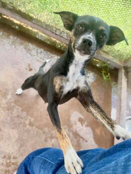 Rescue Chihuahua Dogs for Adoption in Jackson, Wyoming - Wishka | PetCurious