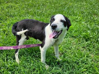 PeeWee -  Terrier Dog for Adoption in Hilham, Tennessee - PeeWee | PetCurious