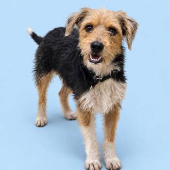 Count Scruffla -  Wirehaired Terrier Dog for Adoption in Newport, Tennessee - Count Scruffla | PetCurious
