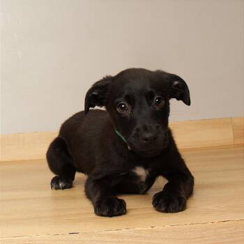 Chai D71077 -  Labrador Retriever and Mixed Breed Dog for Adoption in Minnetonka, Minnesota - Chai D71077 | PetCurious