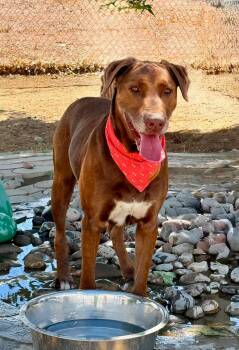 Charlie Brown -  Labrador Retriever Dog for Adoption in Gardnerville, Nevada - Charlie Brown | PetCurious
