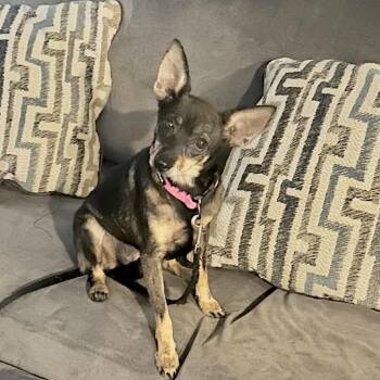 Valhalla *Arriving 11/6* D12958 -  Chihuahua and Mixed Breed Dog for Adoption - Valhalla *Arriving 11/6* D12958 | PetCurious