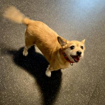Winston -  Terrier Dog for Adoption in Uxbridge, Massachusetts - Winston | PetCurious