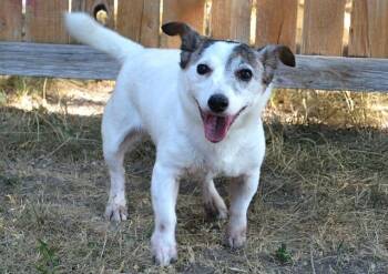 Rescue Jack Russell Terrier Dogs for Adoption in Ssl, Utah - Cady | PetCurious