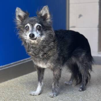 Chihuahua Dogs Available for Adoption in Reno, Nevada - Cubby | PetCurious