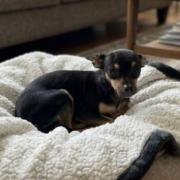 Daisy -  Chihuahua Dog for Adoption in Pittsfield, Illinois - Daisy | PetCurious