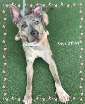 KAYA -  Catahoula Leopard Dog and Pit Bull Terrier Dog for Adoption in Marietta, Georgia - KAYA | PetCurious