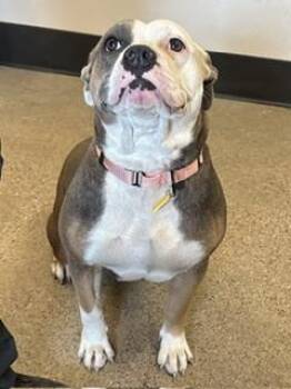 Sienna -  Pit Bull Terrier Dog for Adoption in Cleveland, Ohio - Sienna | PetCurious