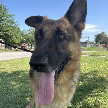 German Shepherd Dog Dogs Available for Adoption - Zeeke | PetCurious