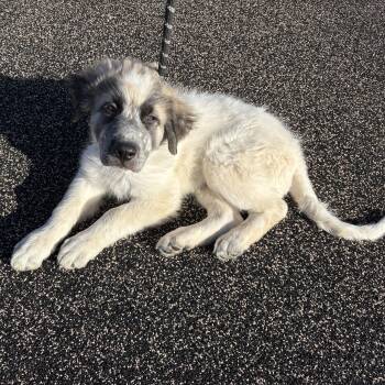 Great Pyrenees and Shepherd Dogs Available for Adoption - Lucas | PetCurious