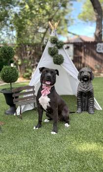 American Staffordshire Terrier Dogs Available for Adoption in San Antonio, Texas - Noelle | PetCurious