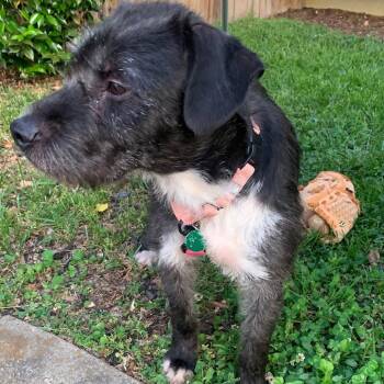 Mixed Breed Dogs Available for Adoption in Fredericksburg, Virginia - Perlah | PetCurious