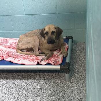 Apple Jack -  Mixed Breed Dog for Adoption in Port Charlotte, Florida - Apple Jack | PetCurious