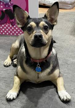 Lola -  Dachshund Dog for Adoption in Silvana, Washington - Lola | PetCurious