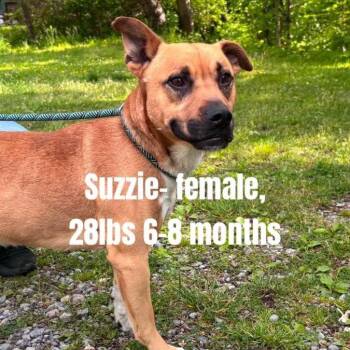 Suzzie -  Pit Bull Terrier and Mixed Breed Dog Available for Adoption - Suzzie | PetCurious