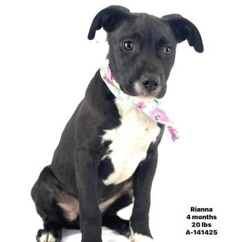 Labrador Retriever Dogs Available for Adoption in Brookshire, Texas - Rianna -Local April 24-26 | PetCurious