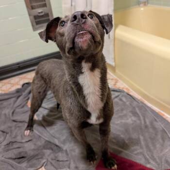 Mixed Breed Dogs Available for Adoption in Madison, Wisconsin - Tula | PetCurious