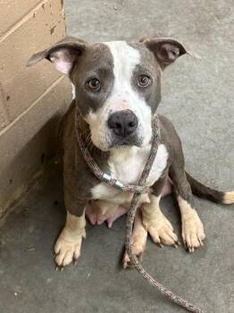Pit Bull Terrier Dogs Available for Adoption in Swainsboro, Georgia - Merida | PetCurious