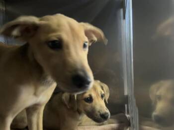 Terrier Dogs Available for Adoption in Fort Myers, Florida - SHILOH | PetCurious